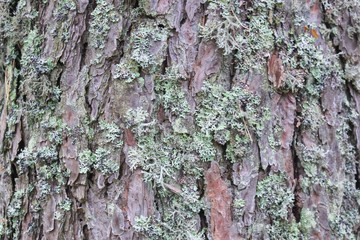 Fototapeta premium Bark of pine close-up. Ringworm on the bark of a tree.
