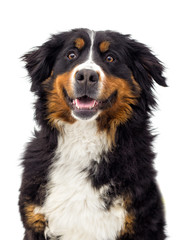 portrait of a Bernese Mountain Dog