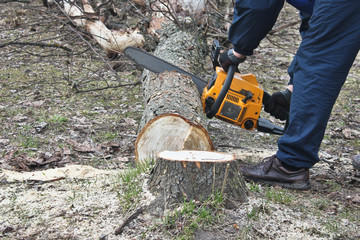 saw a tree chainsaw. a man saws a tree.