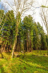 Bosque de secuoyas