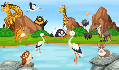 Naklejka premium Many wild animals by the pond