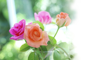Soft focus spring roses, purple and old rose flowers with green leaves in glass vase on blurred bokeh background with white copy space.
