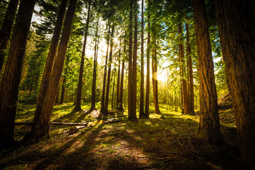 Obraz premium Las sekwojowy