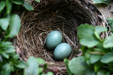 amsel, vogel nest mit eiern