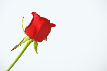 Red roses on a white background. 