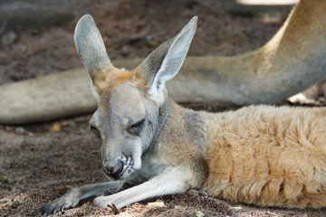 Red Kangaroo, Macropus rufus, photo was taken in Australia © alfotokunst