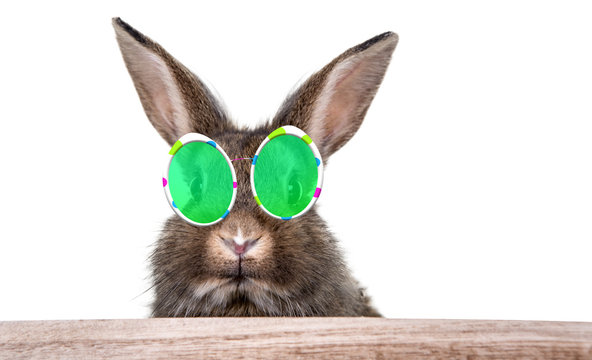 Osterhase mit Ostereier Brille