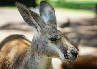 Red Kangaroo, Macropus rufus, photo was taken in Australia