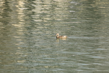 duck floating on the lake