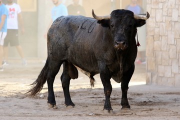 bull 