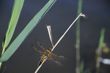 dragonfly on plant