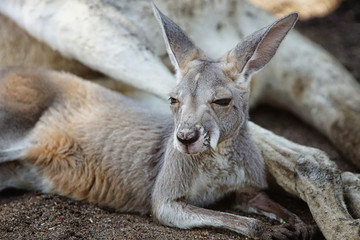 Red Kangaroo, Macropus rufus, photo was taken in Australia