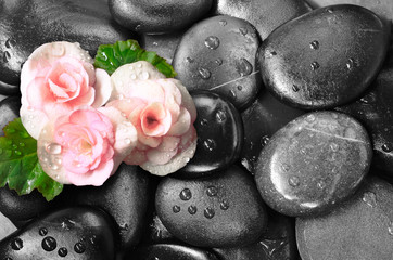 Set of pink rose flowers on pebble