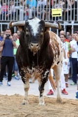 bull 