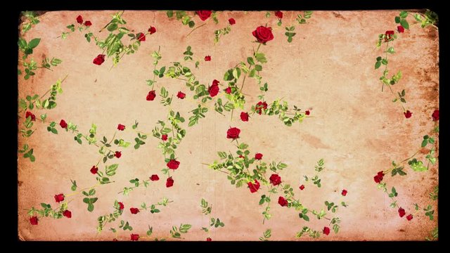 Romance background loop. Falling roses and vintage postcard. For Valentine’s Day, weddings, and other romantic themes. Old-fashioned grunge style. In 4K and HD, HD 1080p and smaller sizes.