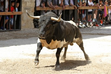 bull 
