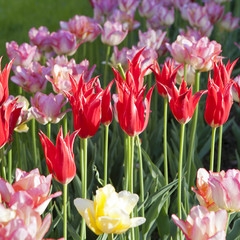 Pink tulips in the garden