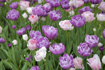 Obraz premium Pink tulips in the garden