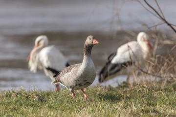 wildvögel