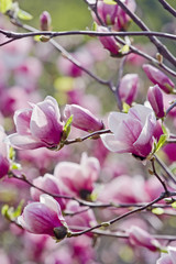 Fototapeta premium Pink magnolia tree in bloom