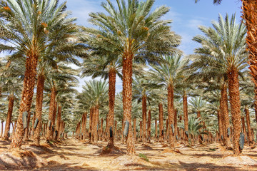 Plantation of Phoenix dactylifera, commonly known as date palm tree in Arava desert, Israel