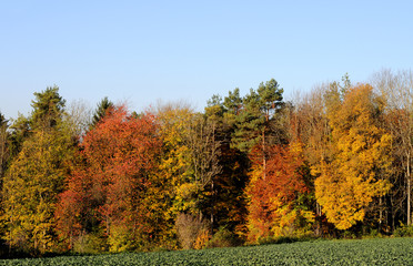 Herbstwald