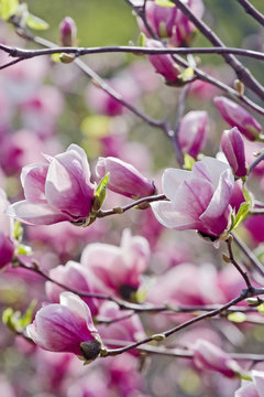 Fototapeta Pink magnolia tree in bloom