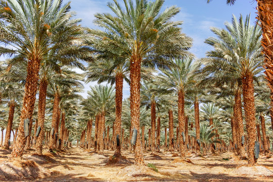 Plantation of Phoenix dactylifera, commonly known as&nbsp;date&nbsp;palm tree in Arava desert, Israel