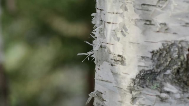 Macro close up shot of Silver Birch tree strips of loose white bark moving gently in a spring breeze. The forest background is dark green spruce and out of focus. The shot was taken in the afternoon.