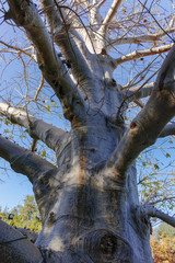 Baobab africain indigène à vie longue, Adansonia digitata dans le kibboutz Ein-Gedi près de la mer Morte, Israël