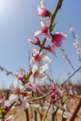 Pink peach tree blossom, springtime in orchard, nature background with blue sky