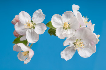 apple blossoms on blue background