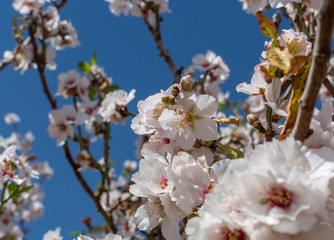 Almonds tree blossom, springtime in orchard, nature background with blue sky