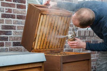 Imker überprüft sein Bienenvolk mit Rauch