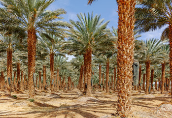 Fototapeta premium Plantation of Phoenix dactylifera, commonly known as&nbsp;date&nbsp;or&nbsp;date palm trees in Arava and Negev desert, Israel, cultivation of sweet delicious Medjool date fruits