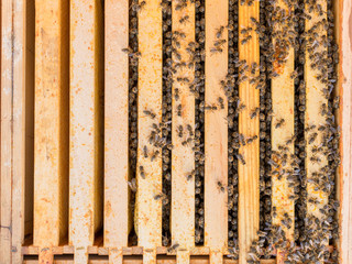 Größe eines Bienenvolkes nach dem Winter