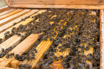 Bienenvolk nach dem Winter