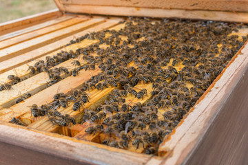 Bienenvolk nach dem Winter