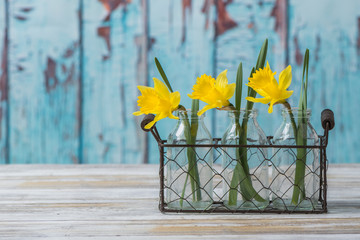 Daffodils in vintage bottles with blue rustic wood background