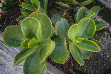 Green cactus without barbs.