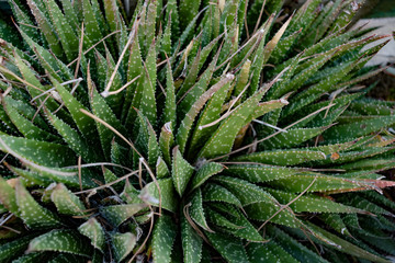 Green cactus from the arid zones.