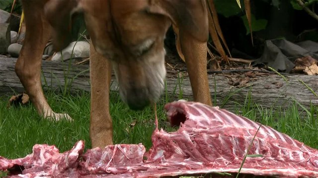 Hunter's dog eating deer carcass. A Rhodesian Ridgeback gnaws the meat from the rib bones of a Red Deer.
