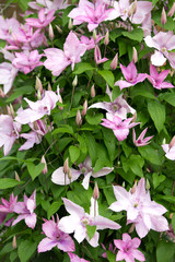 Blooming clematis in the summer garden 