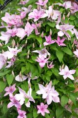 Blooming clematis in the summer garden 