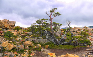 A stunted tree struggles to survive in a hostile environment beside a glacial lake in Patagonia. 
