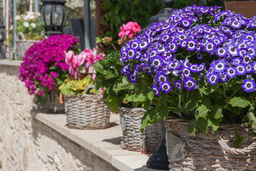 Pink, blue and purple flowers in the pots in the street cafe
