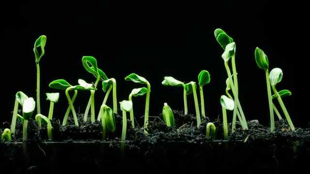 Growing seedling time lapse 4k black background studio shot