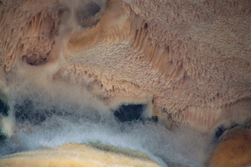 Anatomia grzyba © Tomek Kiecana