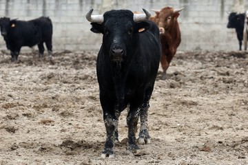 bull in spain