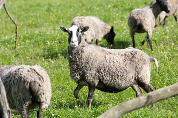 Obraz premium Flock of sheep in a pasture